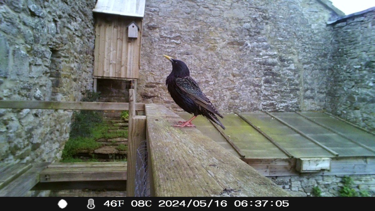 European Starling - Eric Haswell