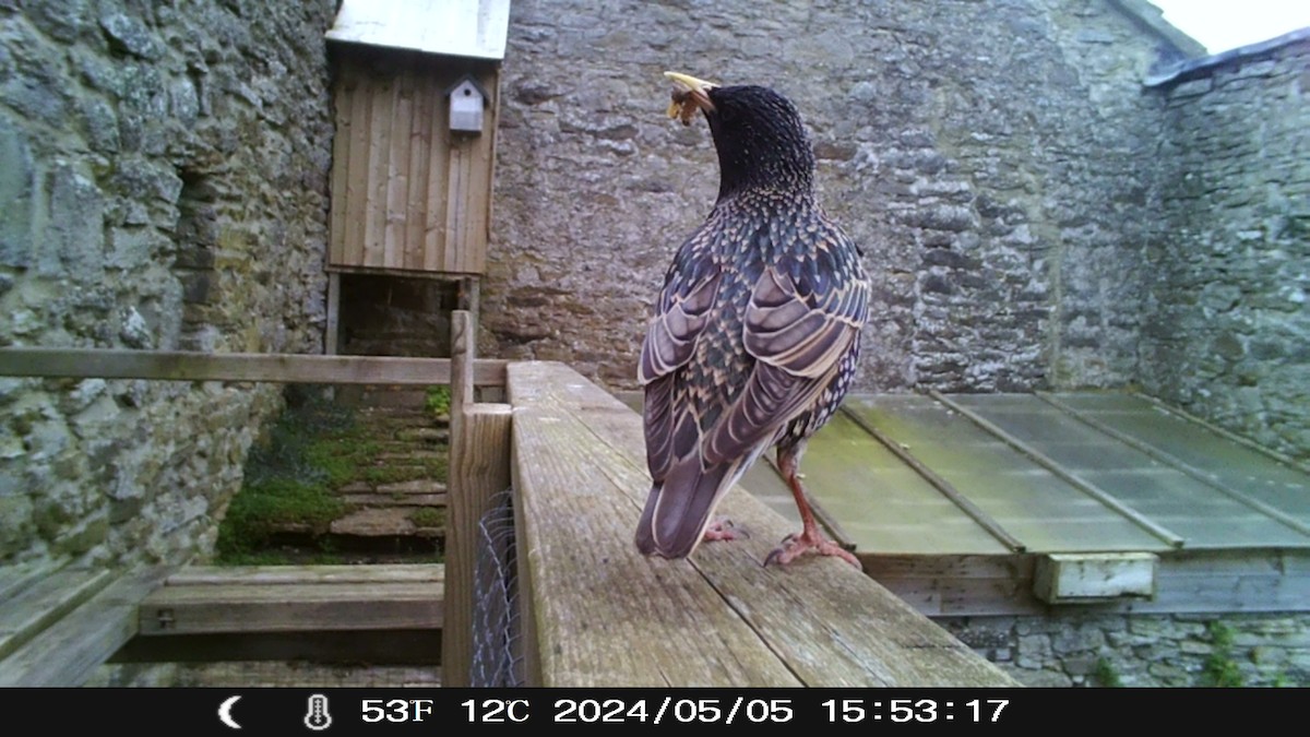 European Starling - Eric Haswell