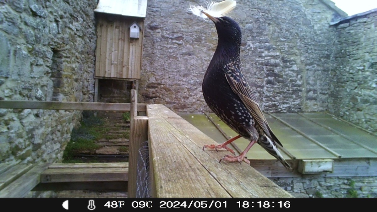 European Starling - Eric Haswell