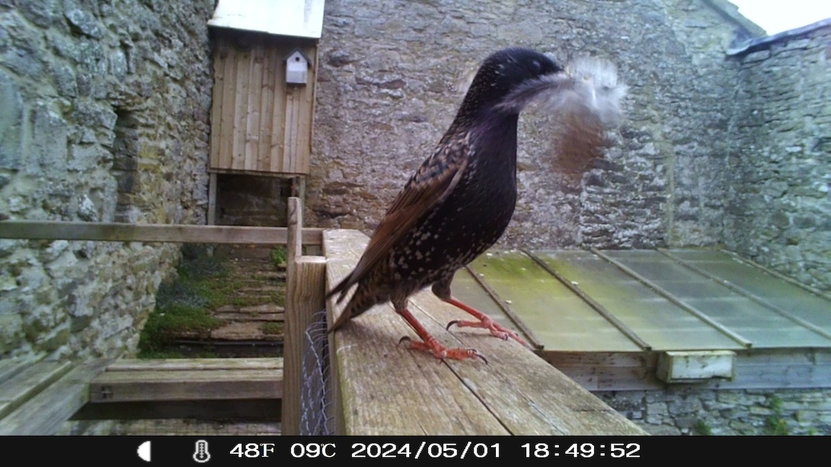 European Starling - Eric Haswell