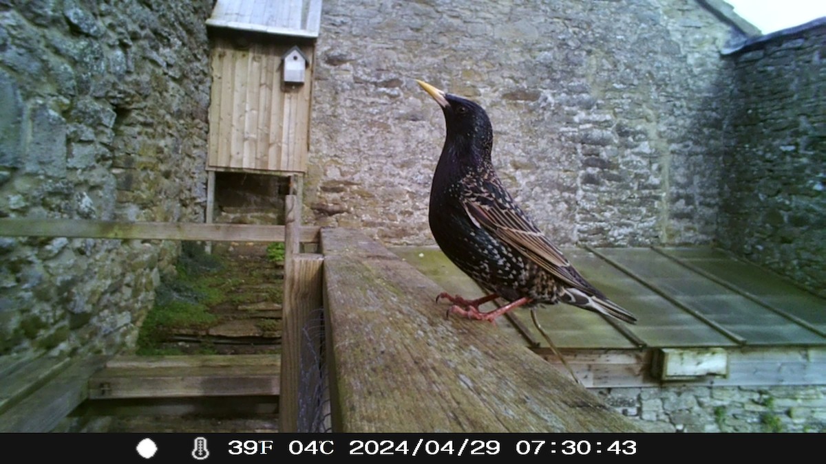 European Starling - Eric Haswell