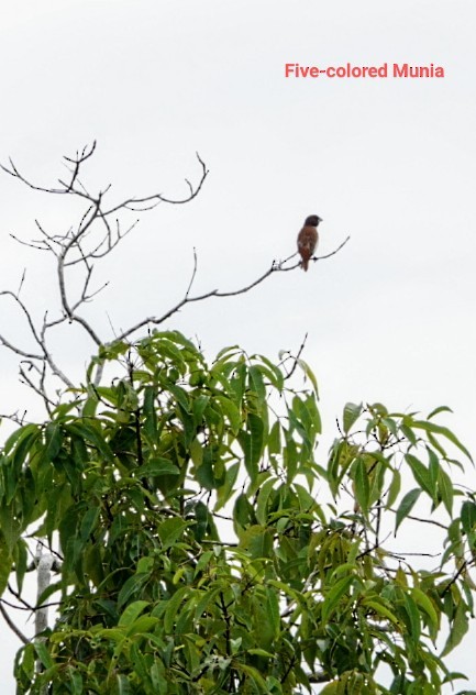 Five-colored Munia - Anonymous
