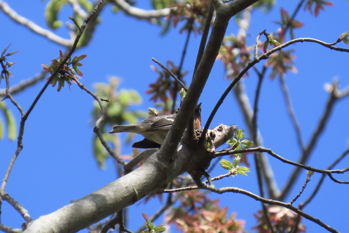 Bay-breasted Warbler - Mary Jo Foti