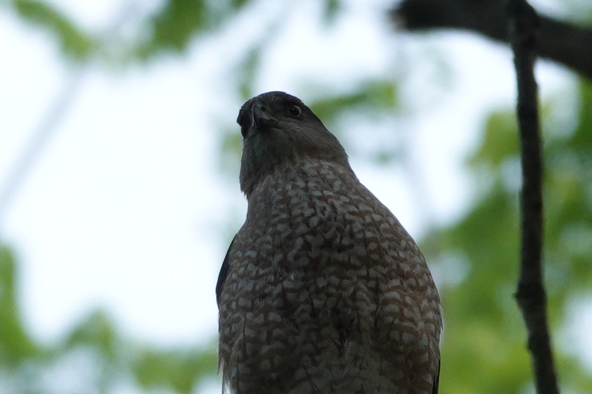 Cooper's Hawk - Tim Mortlock