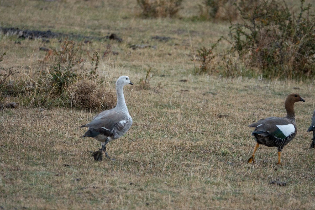 Upland Goose - ML619183579