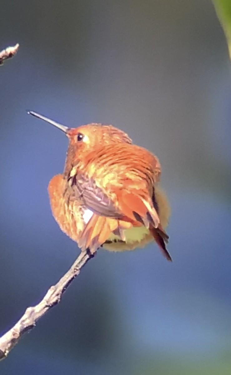 Rufous Hummingbird - John Kingeter