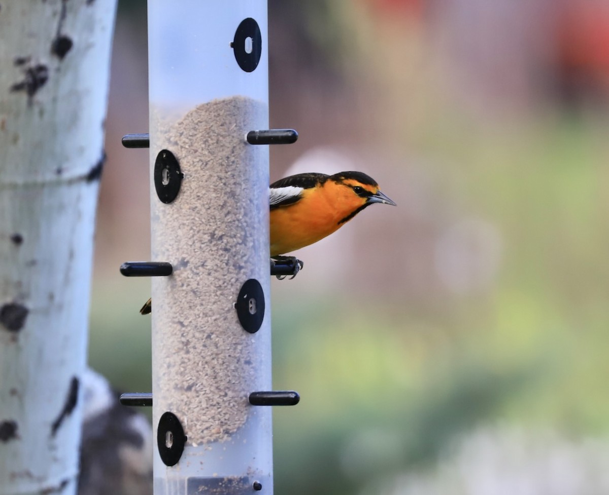 Bullock's Oriole - Lou Ann Harris