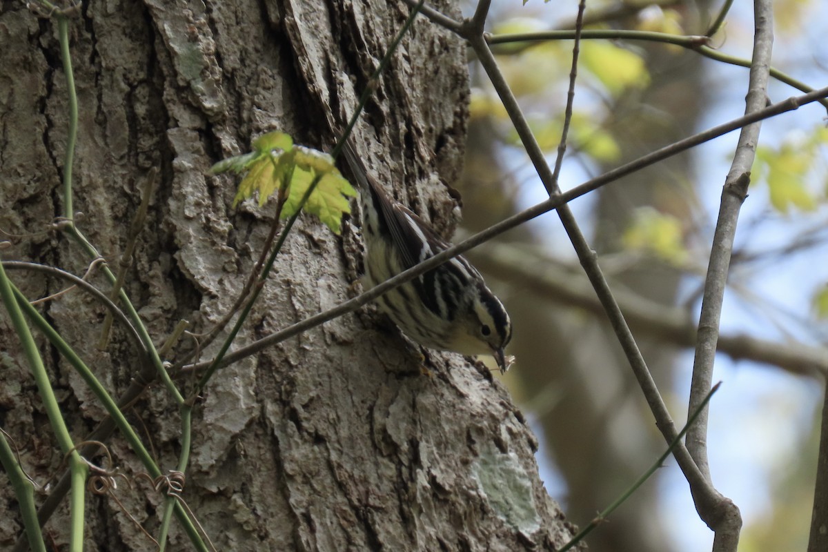 Black-and-white Warbler - Mary Jo Foti