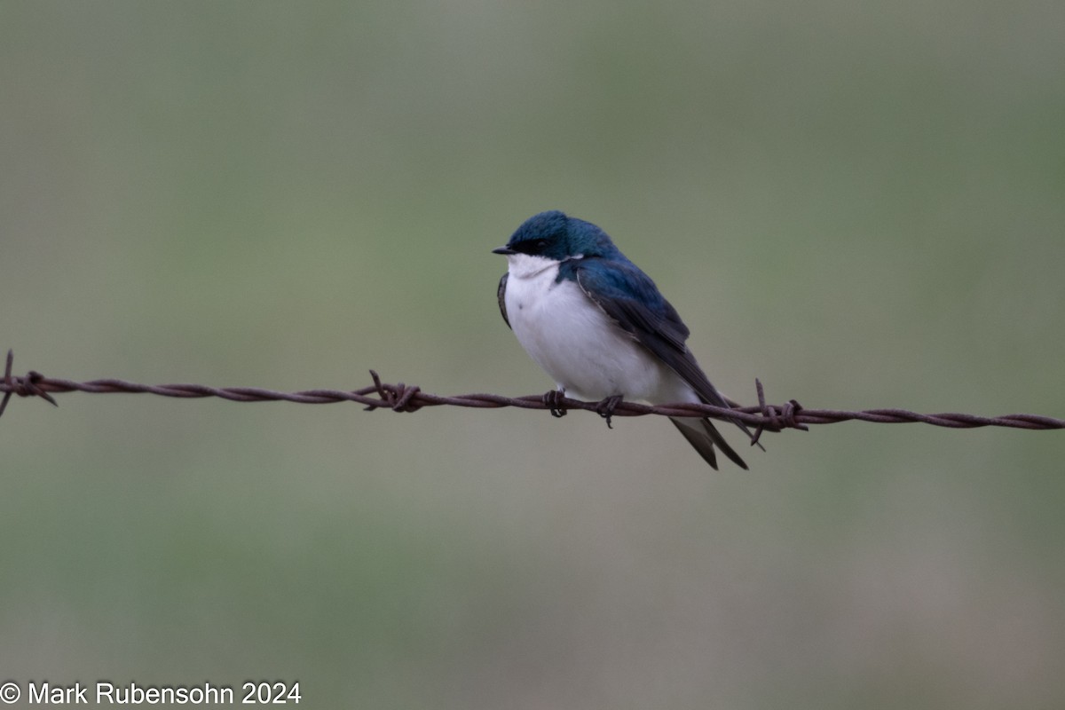 Tree Swallow - Mark Rubensohn