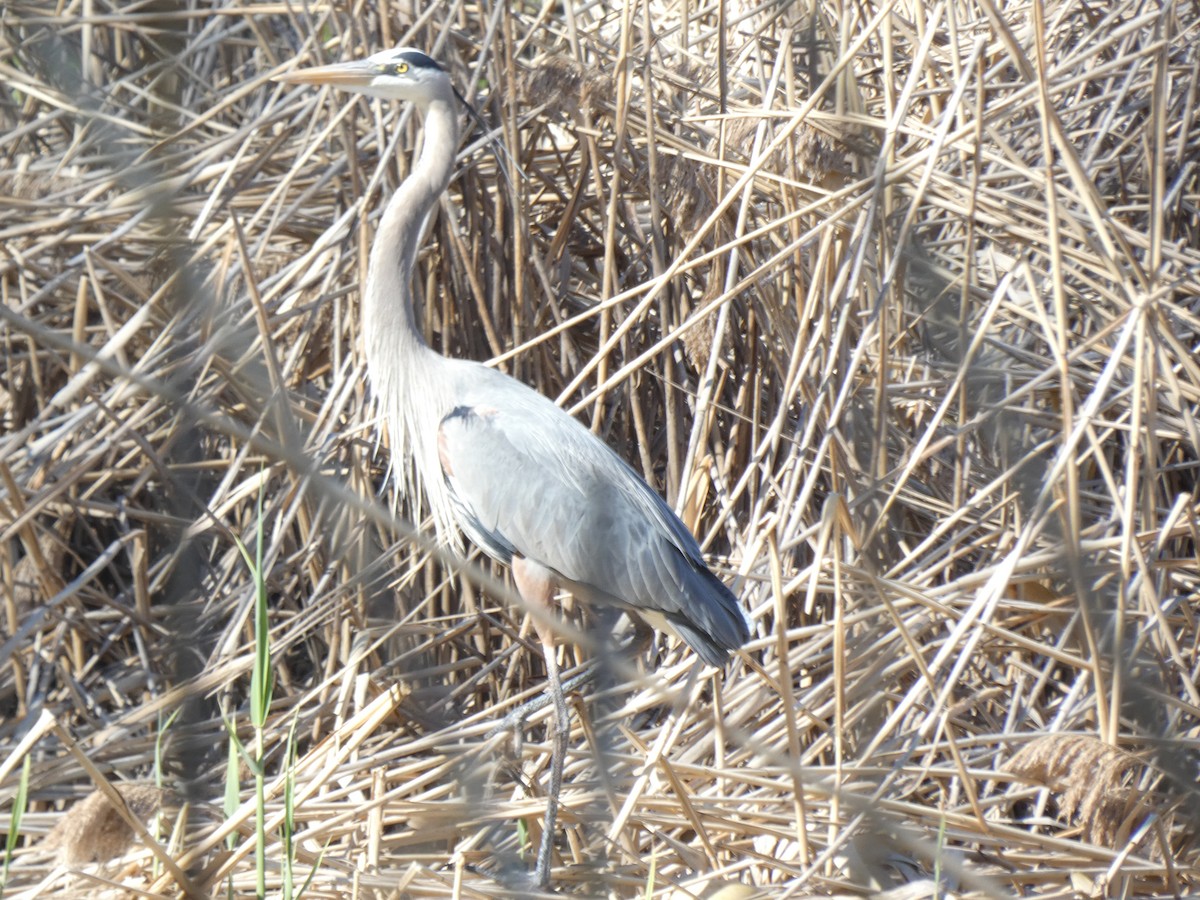 Great Blue Heron - Fabian Orozco