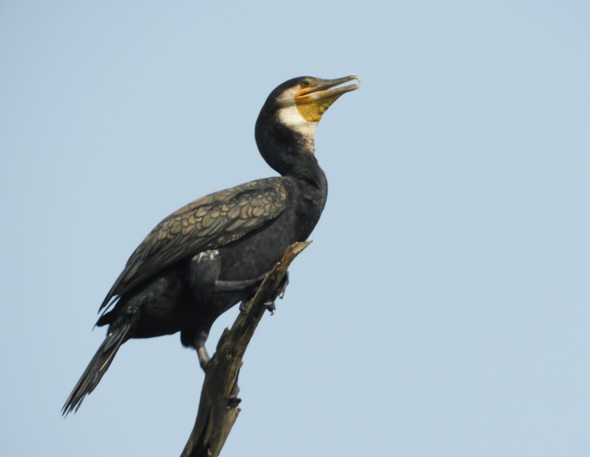 Great Cormorant - Manju Sinha