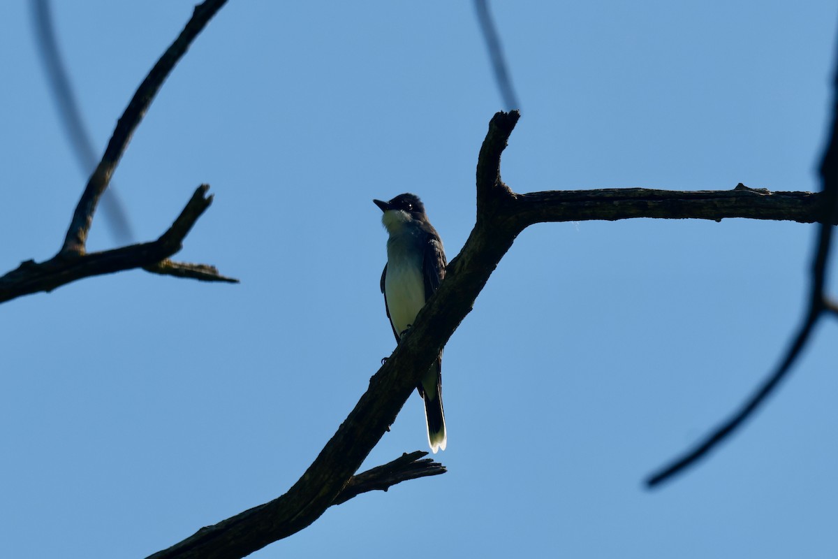 Eastern Kingbird - Louis Sharp