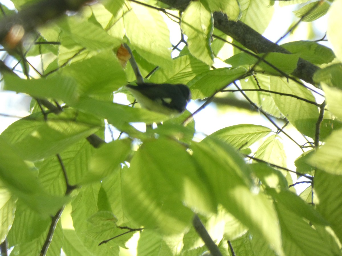 Black-throated Blue Warbler - Fabian Orozco