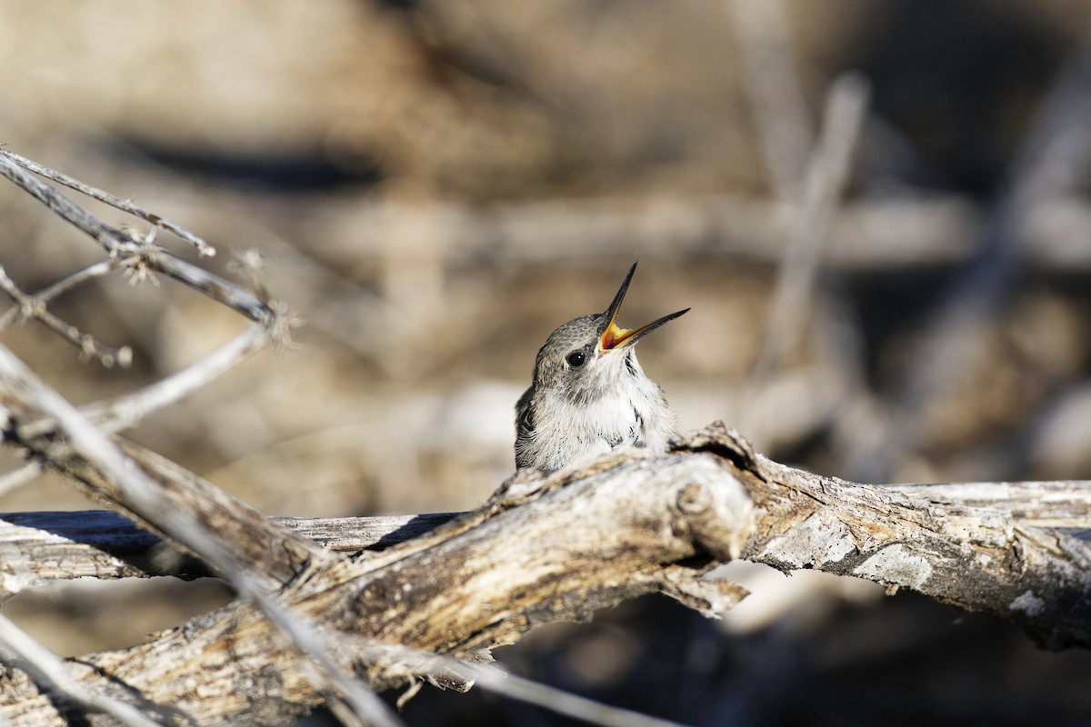 Costa's Hummingbird - Anonymous