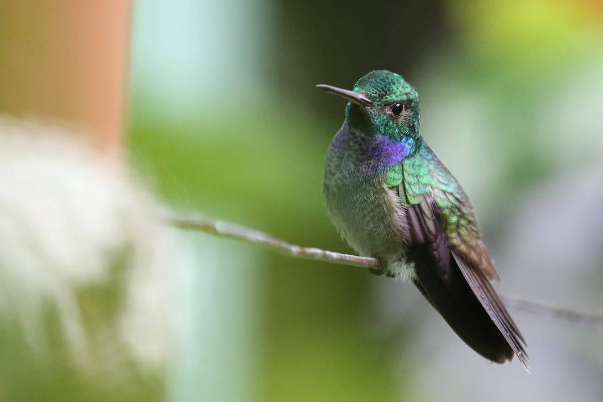 Blue-chested Hummingbird - Stu Elsom