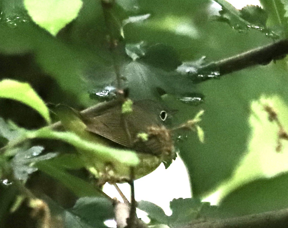 Connecticut Warbler - Lenore Charnigo