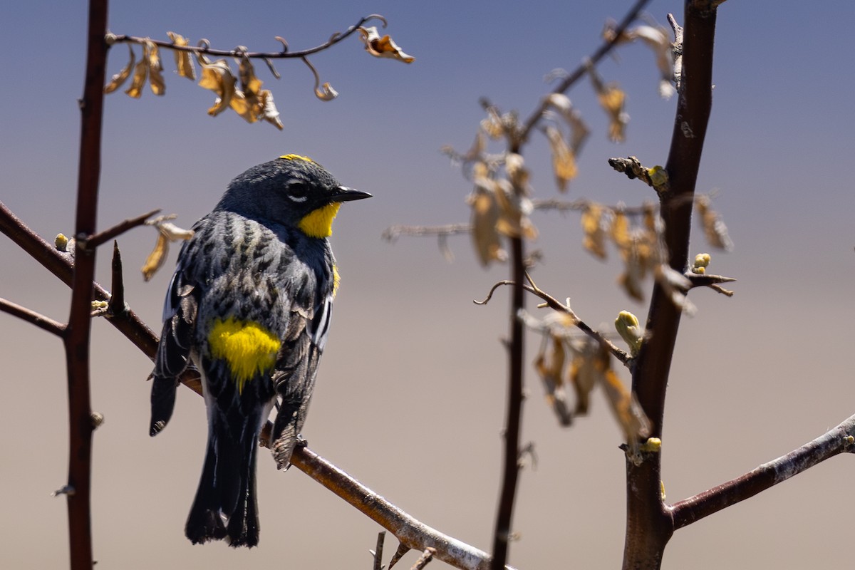 Yellow-rumped Warbler - Roger Kohn