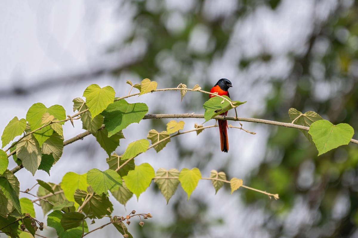 Long-tailed Minivet - Deepak Budhathoki 🦉