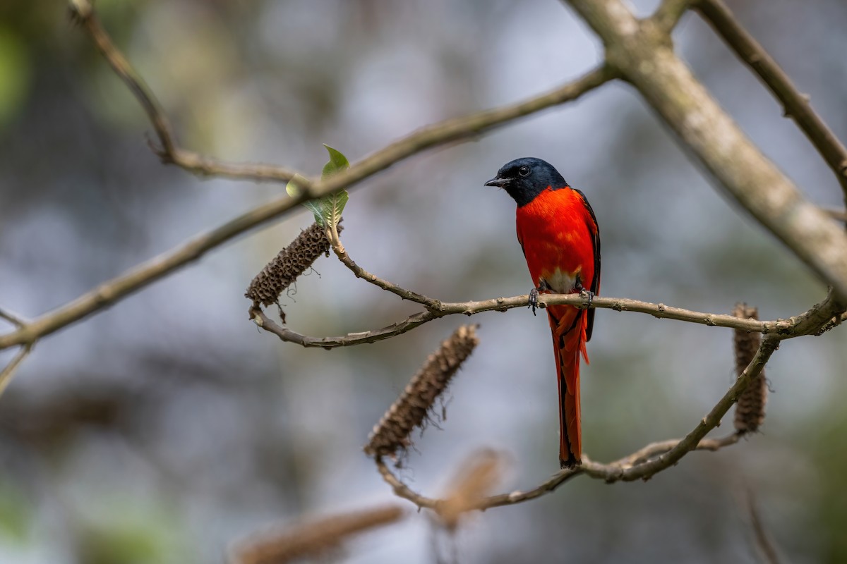 Long-tailed Minivet - Deepak Budhathoki 🦉
