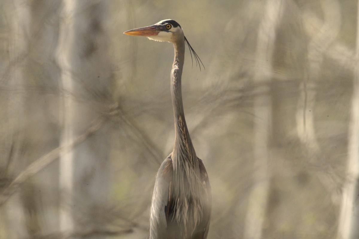 Great Blue Heron - George Gerules & Ann Steffen