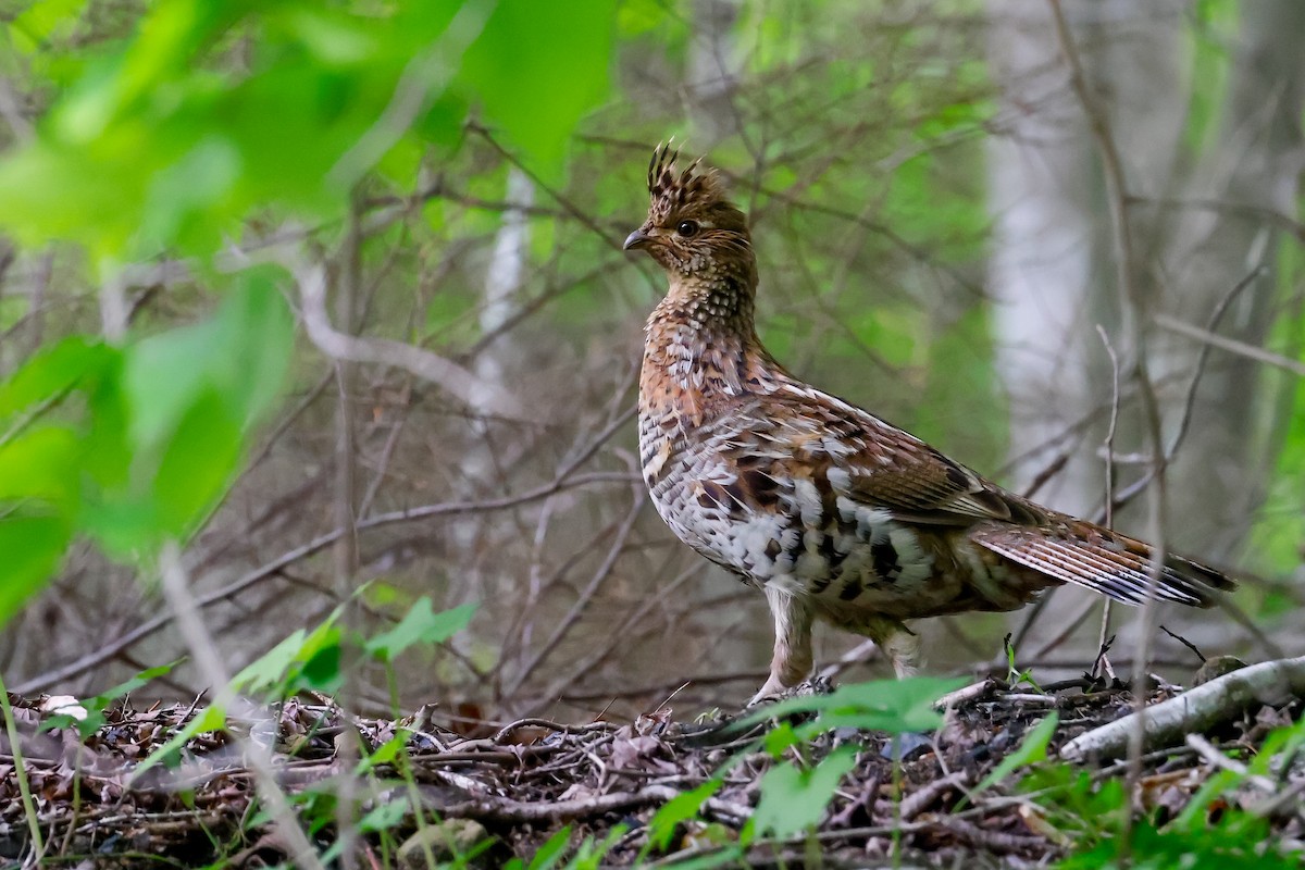 Ruffed Grouse - Baxter Beamer