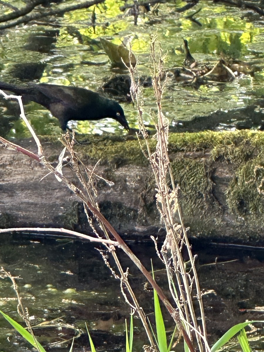 Common Grackle - Sally Reynolds