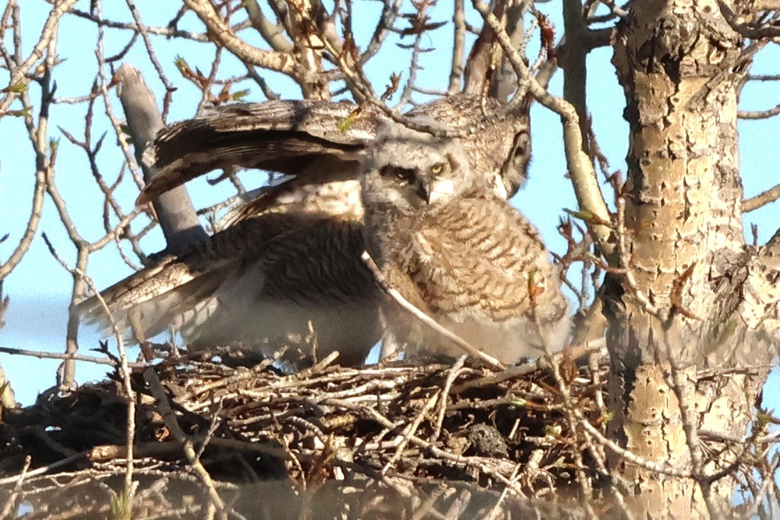 Great Horned Owl - ML619183777