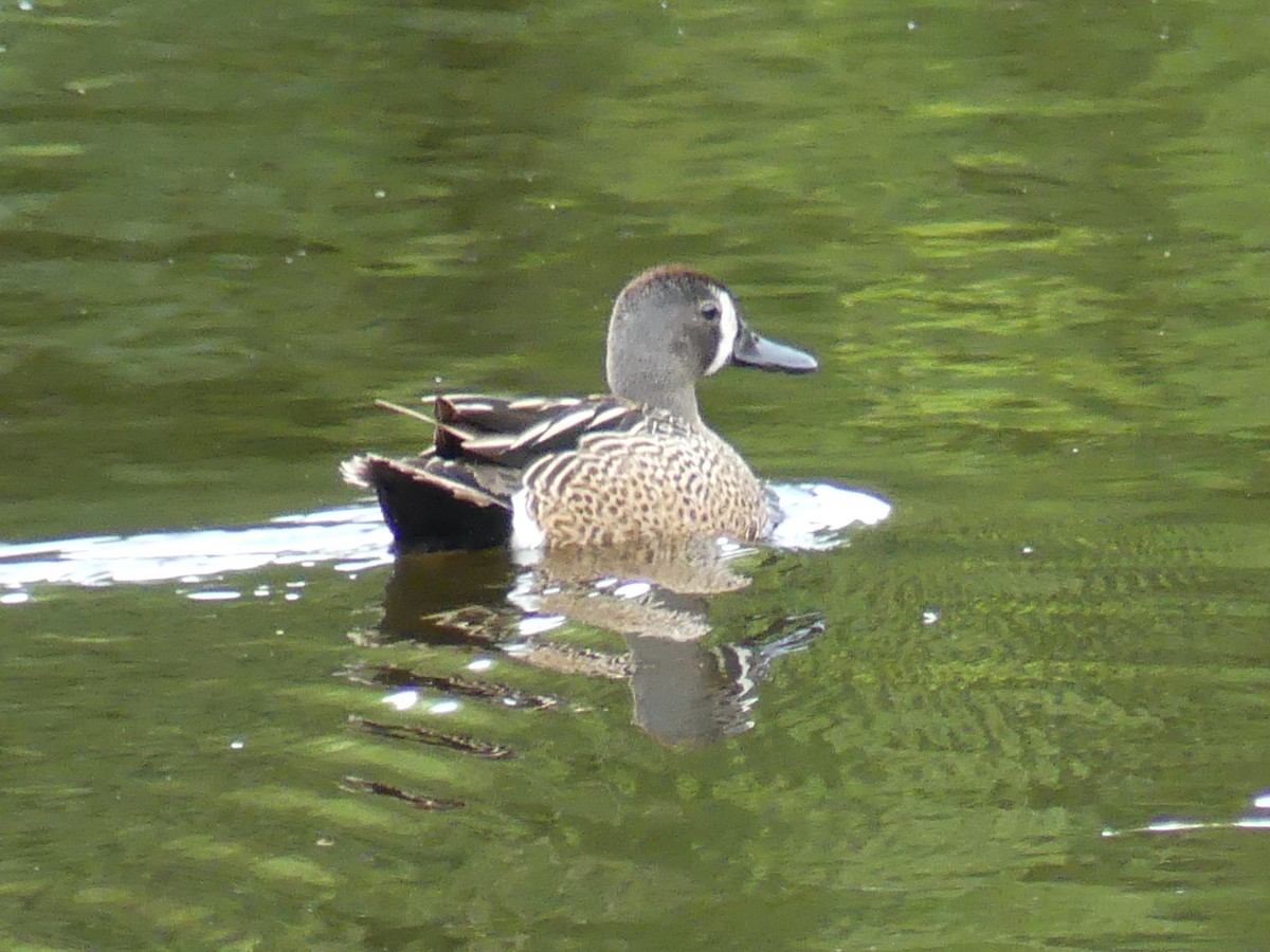 Blue-winged Teal - Rebecca Merrill