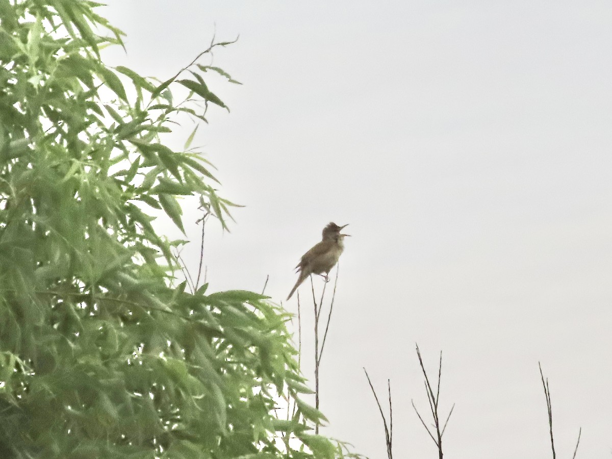Oriental Reed Warbler - Megumi Yoshio