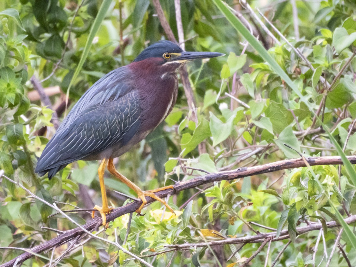 Green Heron - Carol Bailey-White