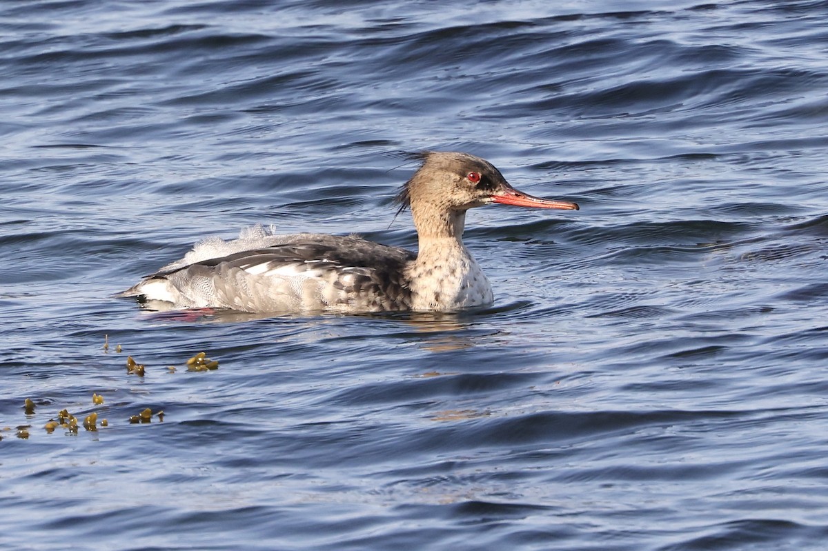 Red-breasted Merganser - Mark Jarrett