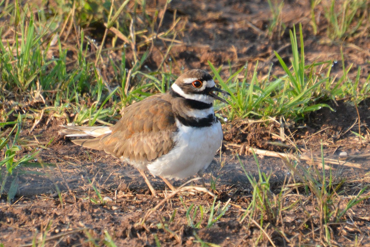 Killdeer - Barbara A. Peterson