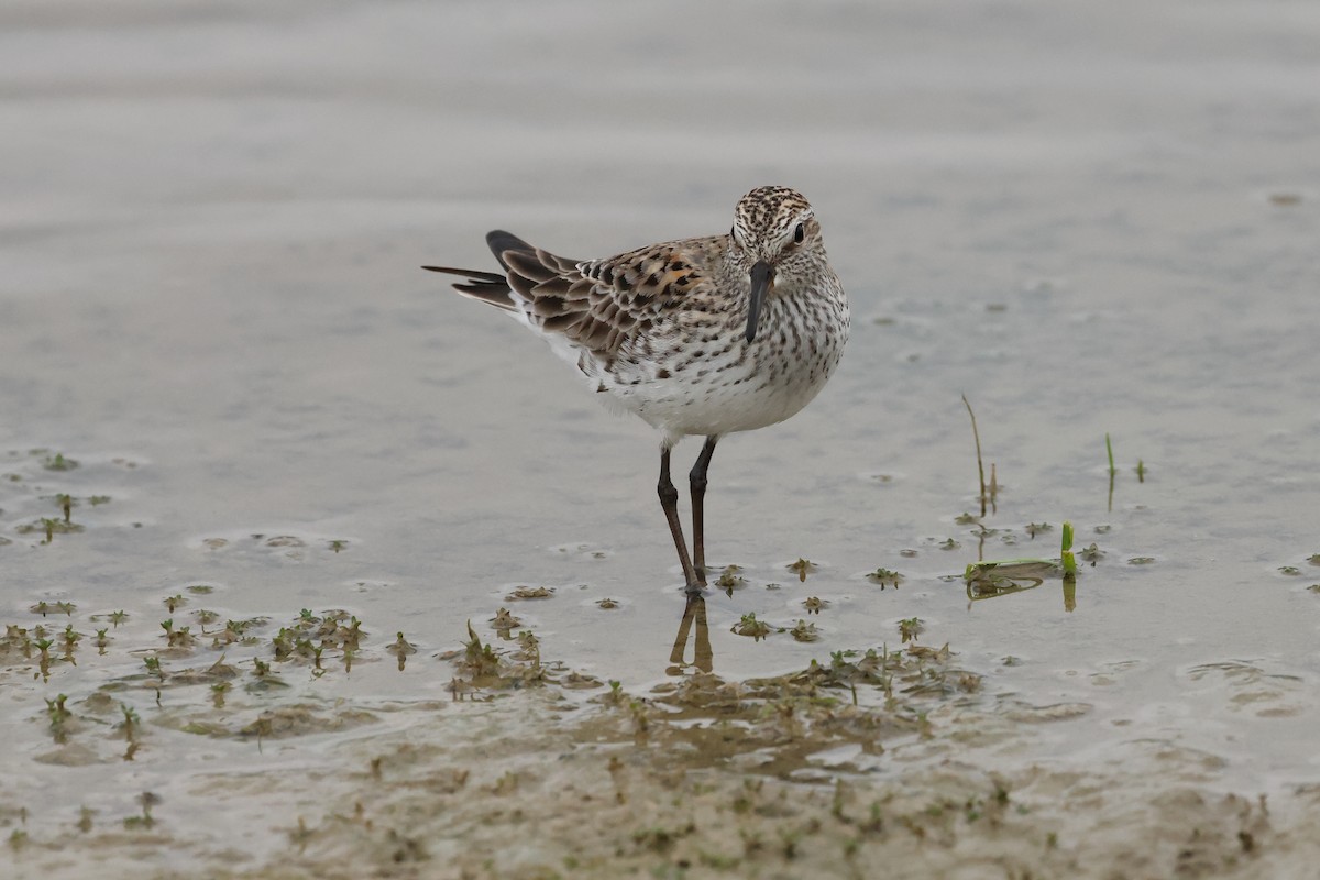 White-rumped Sandpiper - Rick Remy