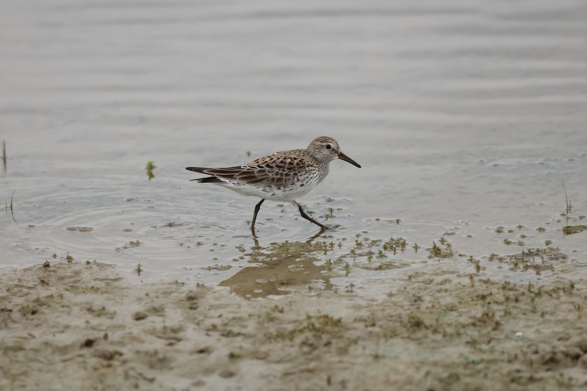 White-rumped Sandpiper - Rick Remy