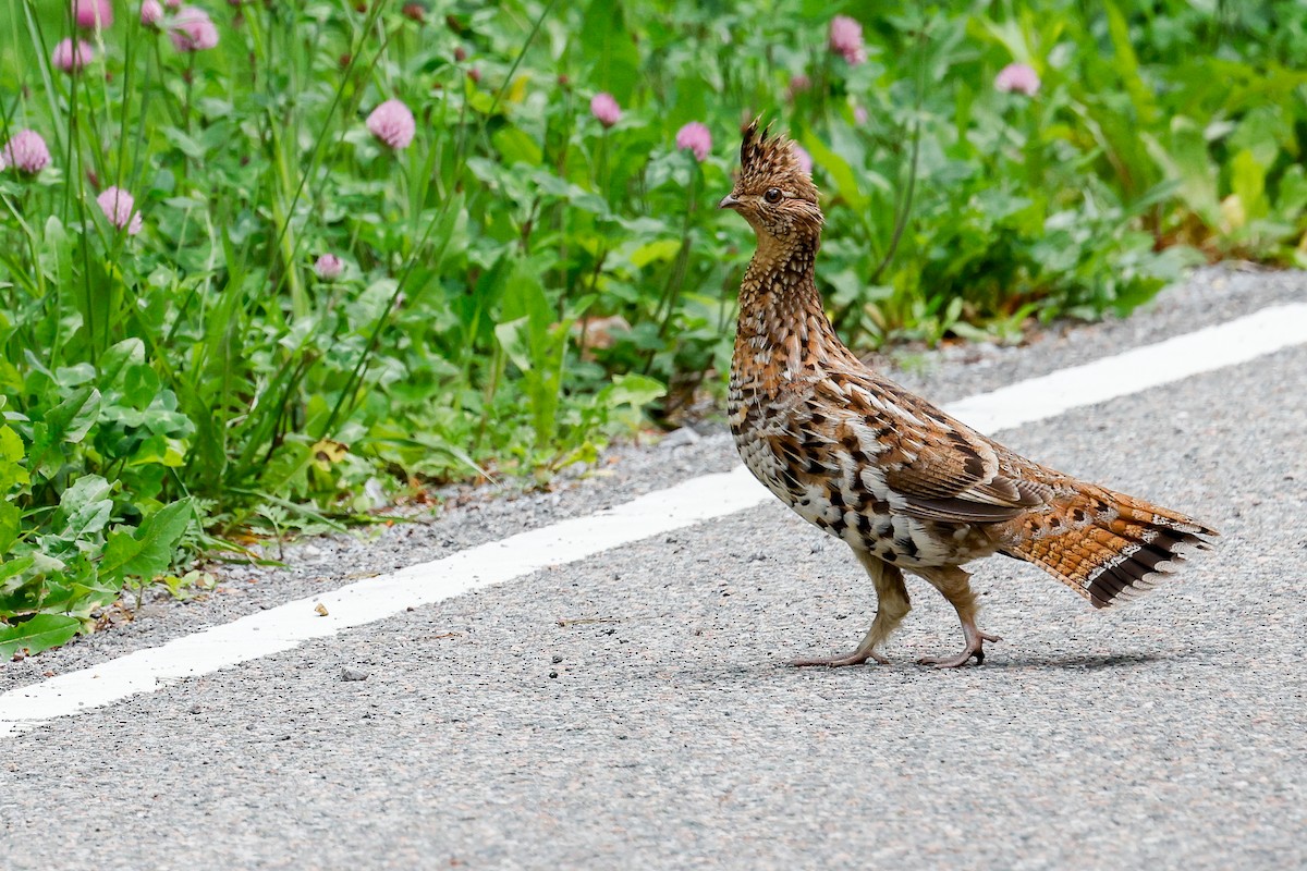 Ruffed Grouse - Baxter Beamer