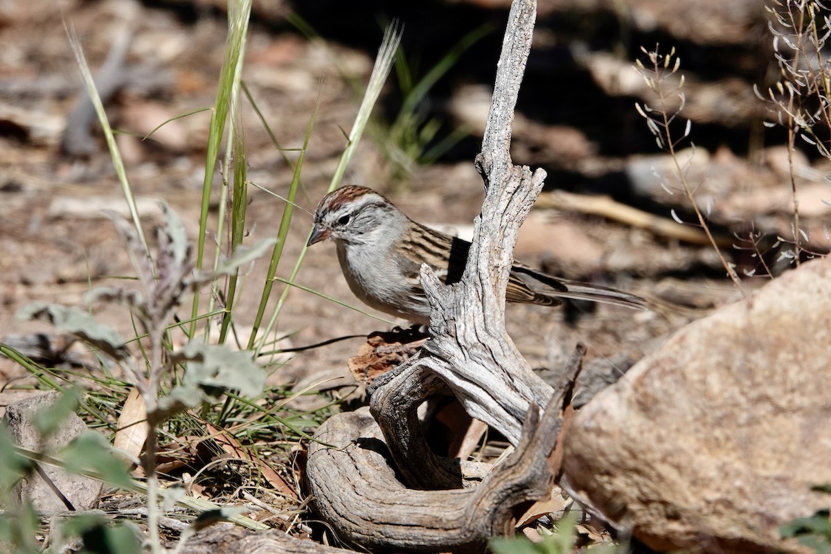 Chipping Sparrow - ML619183846