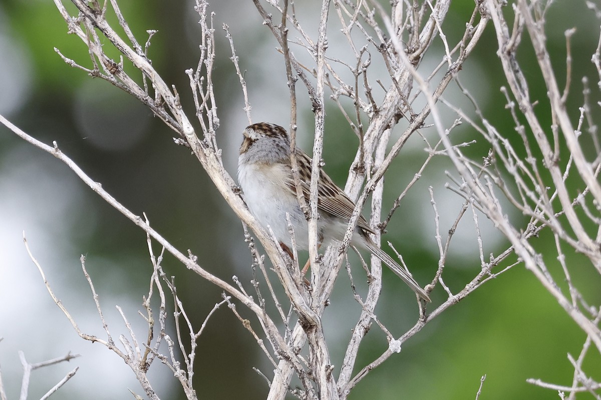 Clay-colored Sparrow - Paul Prappas