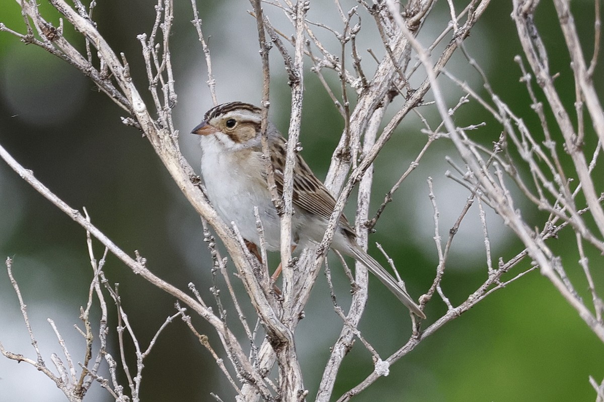 Clay-colored Sparrow - Paul Prappas