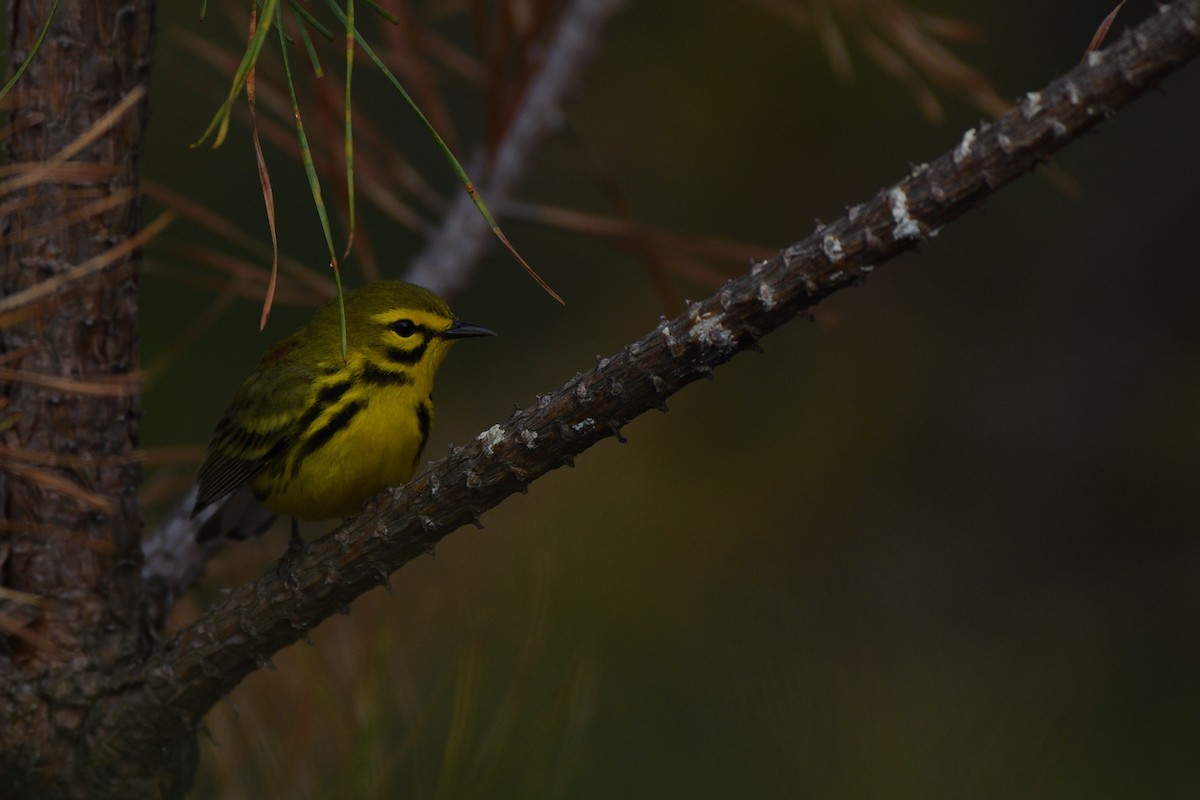 Prairie Warbler - Megan Gray