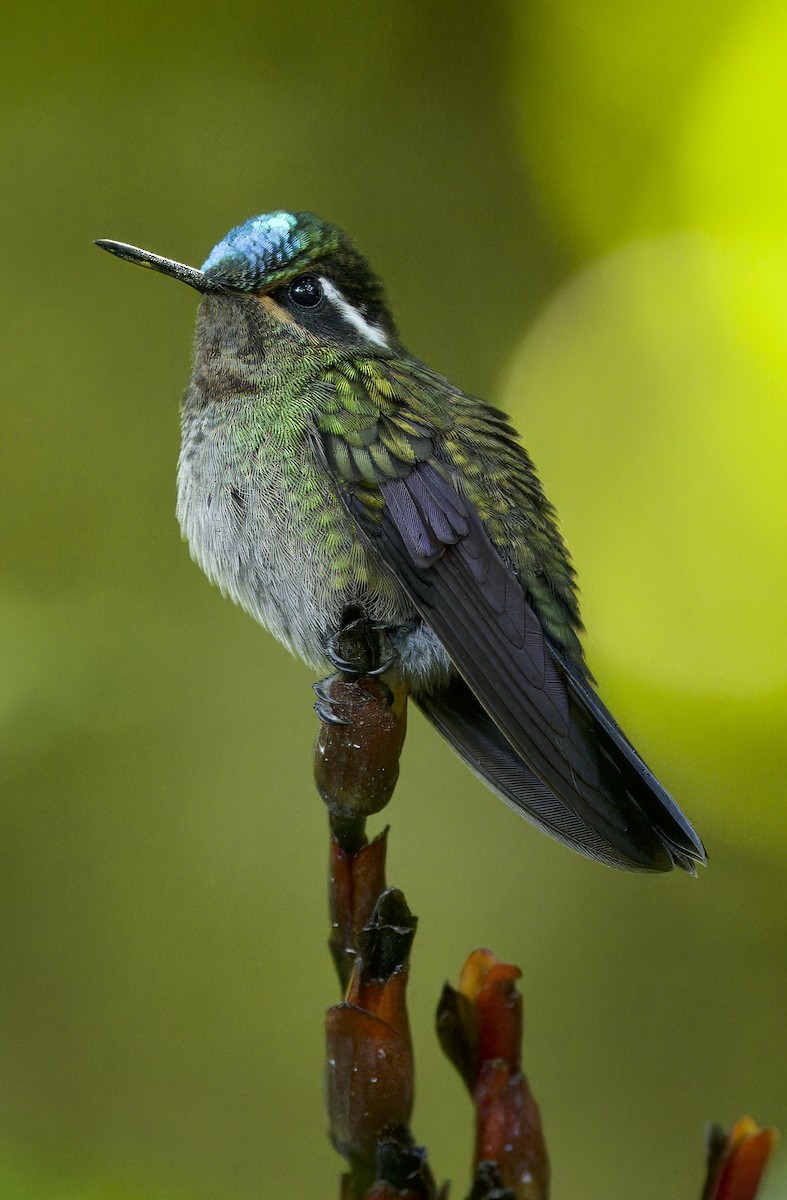 Purple-throated Mountain-gem - Carol Hippenmeyer