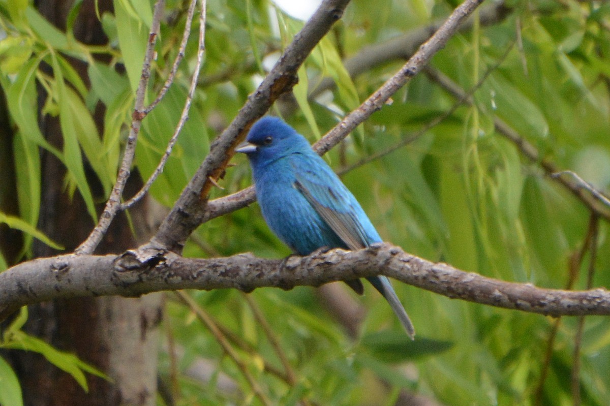 Indigo Bunting - Barbara A. Peterson