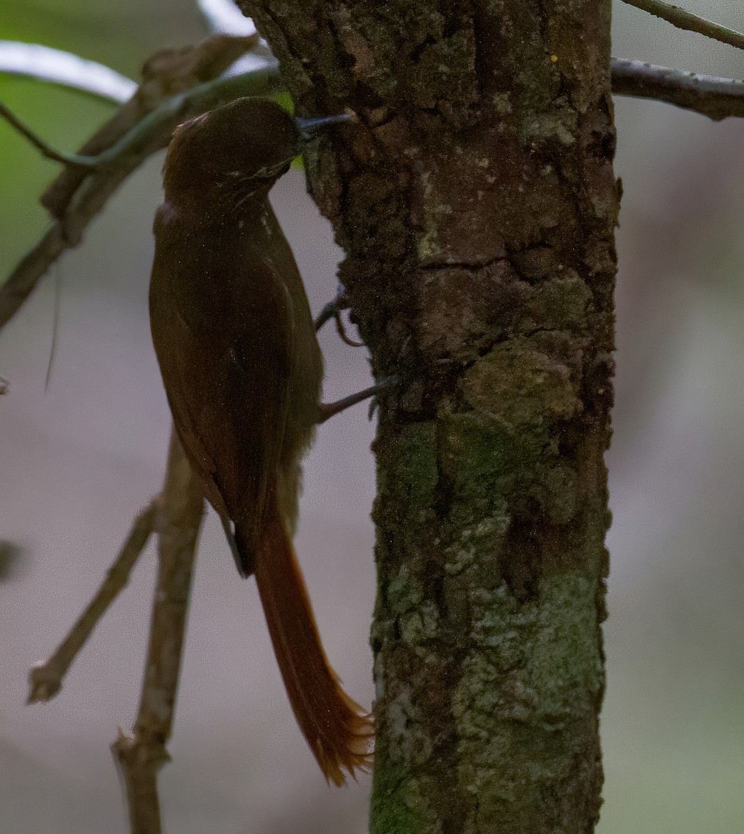 Wedge-billed Woodcreeper - José Martín