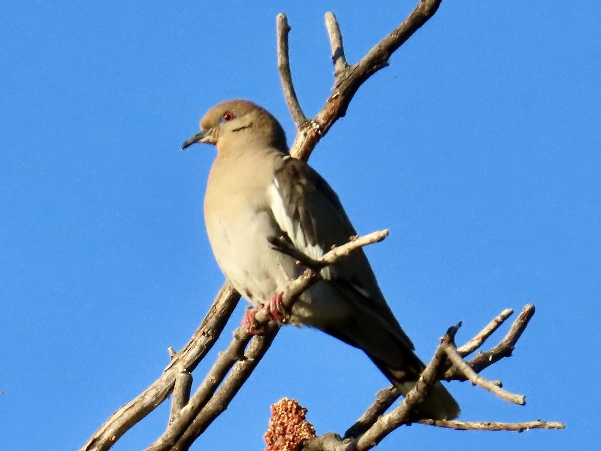 White-winged Dove - ML619183892