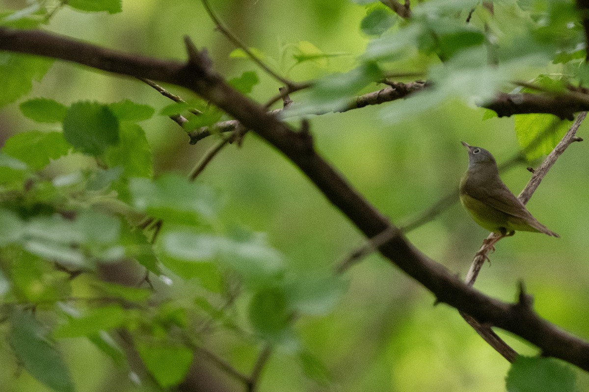 Connecticut Warbler - ML619183899