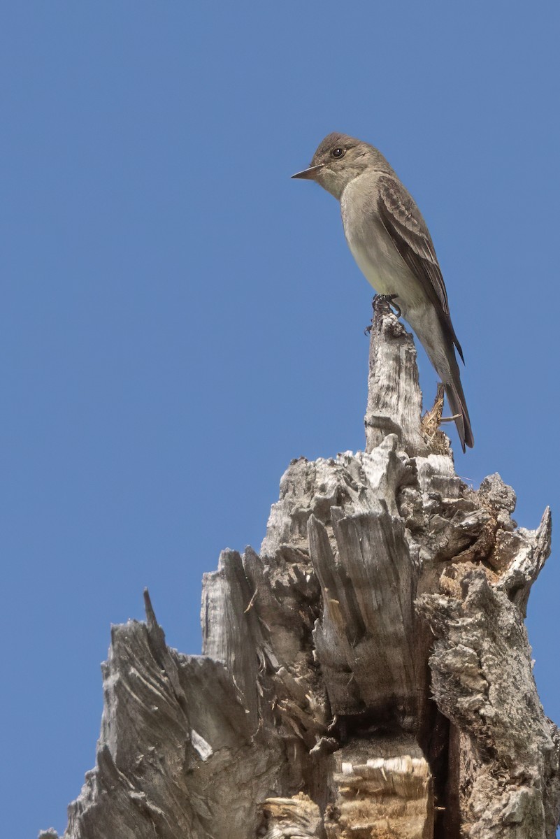 Western Wood-Pewee - ML619183901