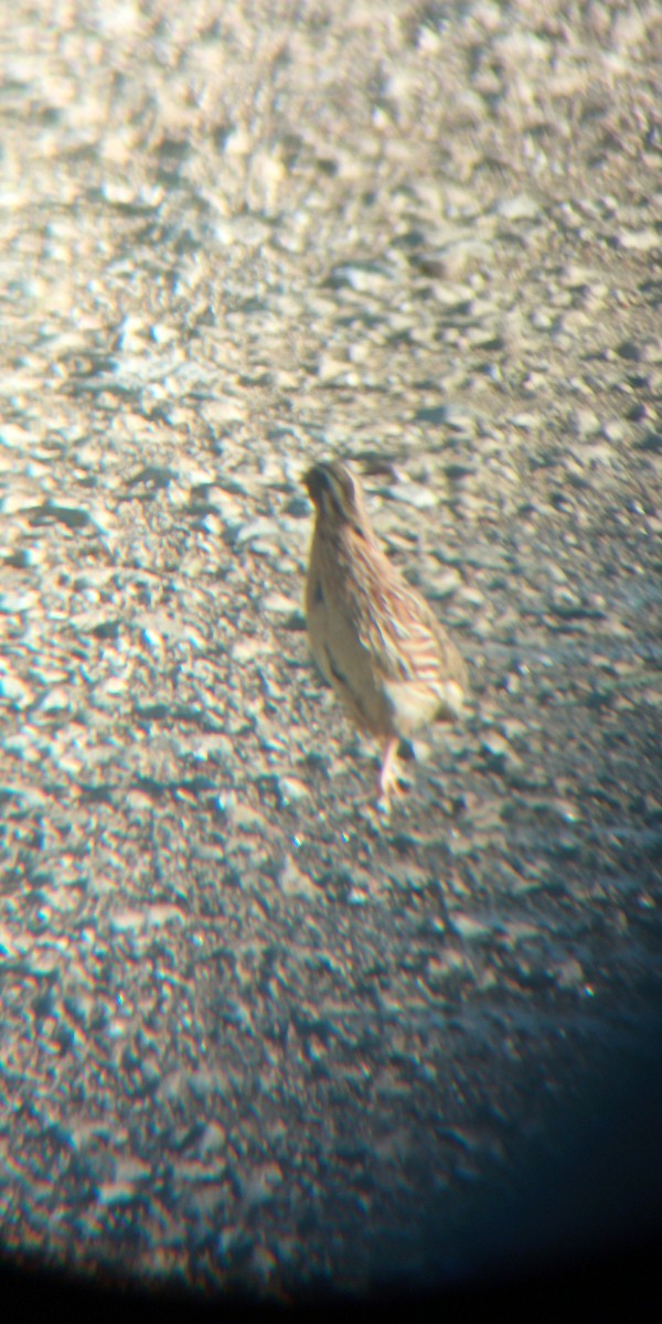 Common Quail - Eduardo Gracia fuster