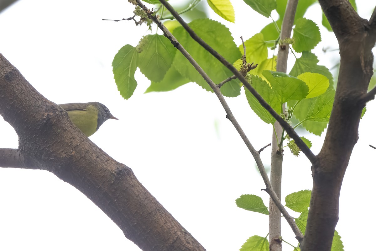 Connecticut Warbler - Luke Robertson