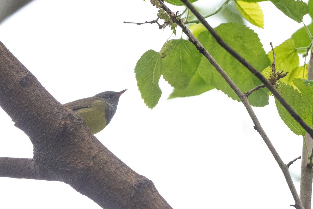 Connecticut Warbler - Luke Robertson