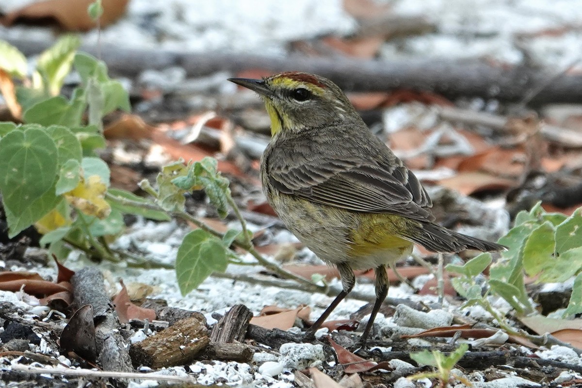 Palm Warbler - Linda Hamp