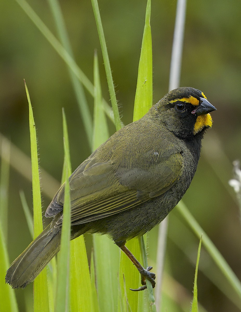 Yellow-faced Grassquit - Carol Hippenmeyer